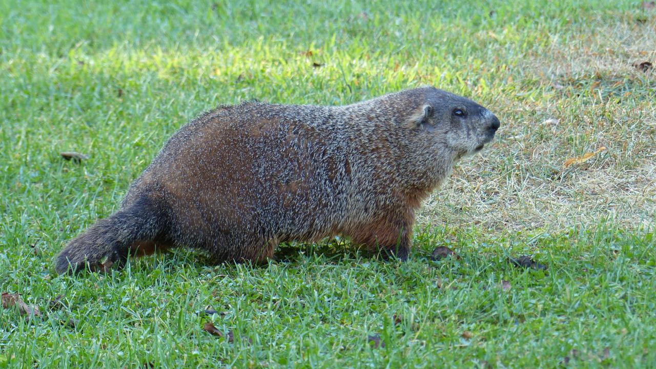 Groundhog | MarkEisingBirding