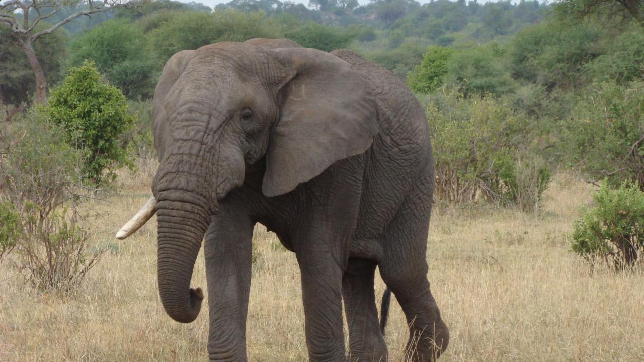 African Elephant | MarkEisingBirding