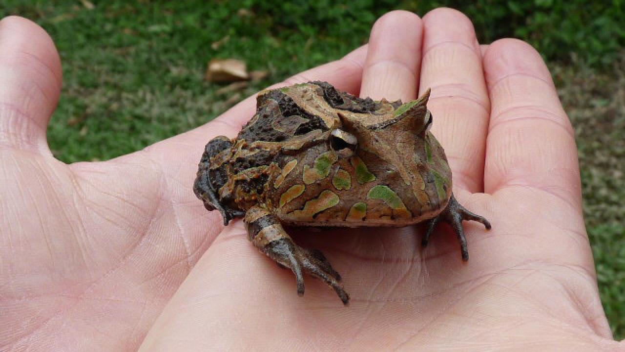 Amazonian Horned Frog | MarkEisingBirding