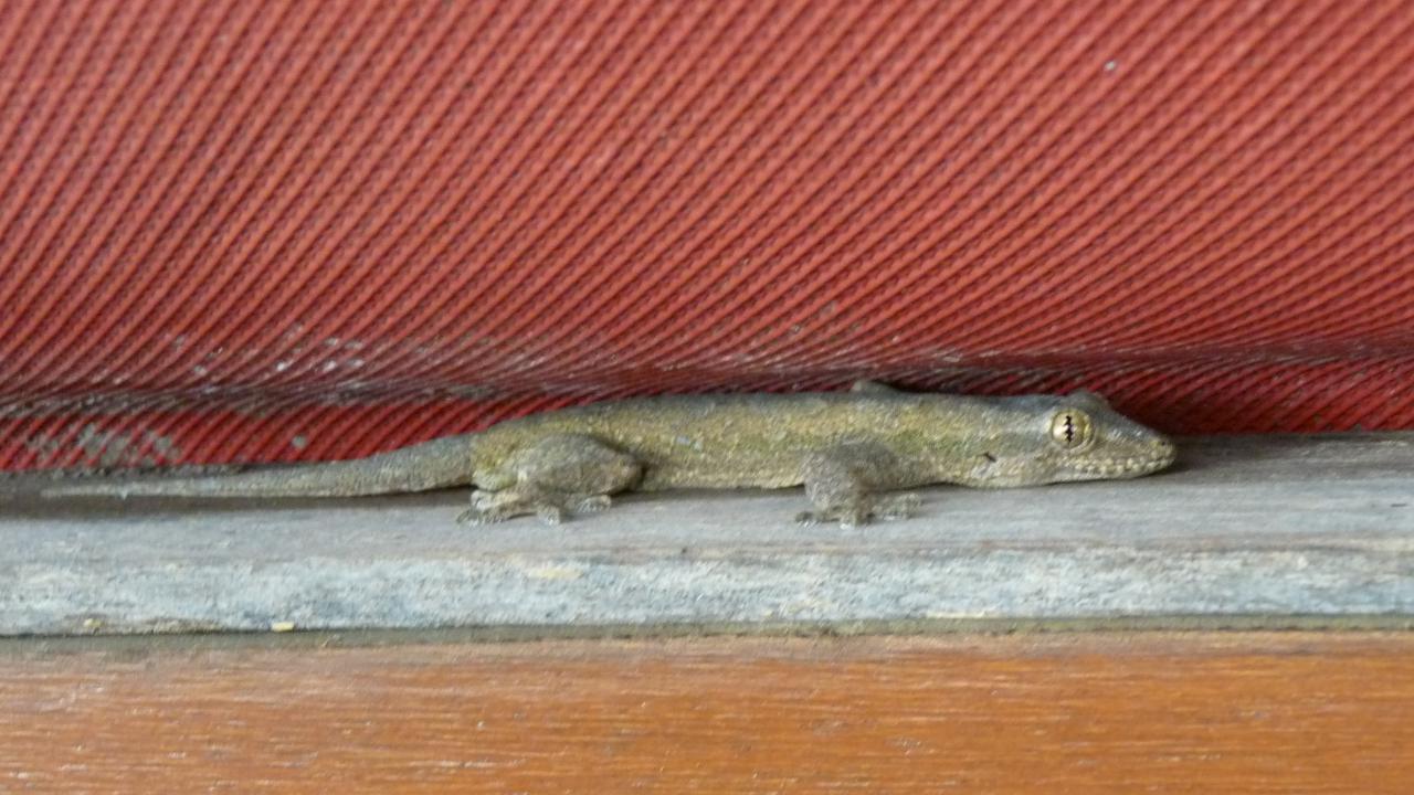 Common House Gecko | MarkEisingBirding