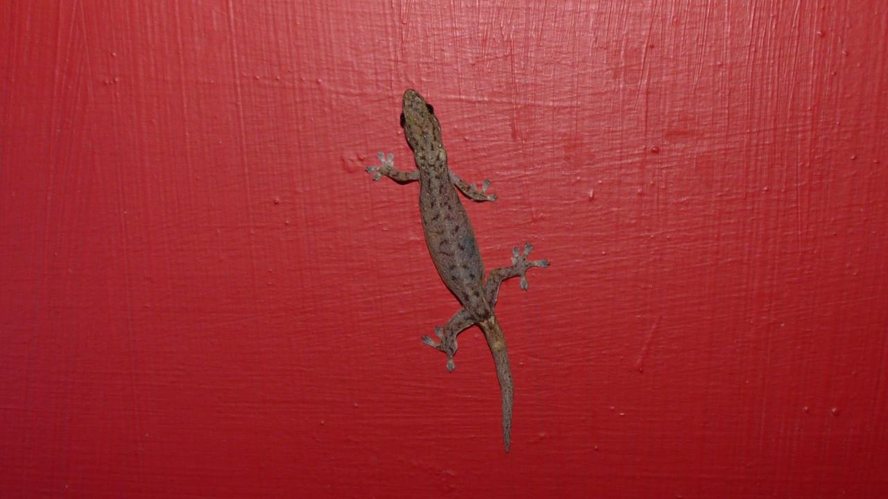 Common House Gecko | MarkEisingBirding