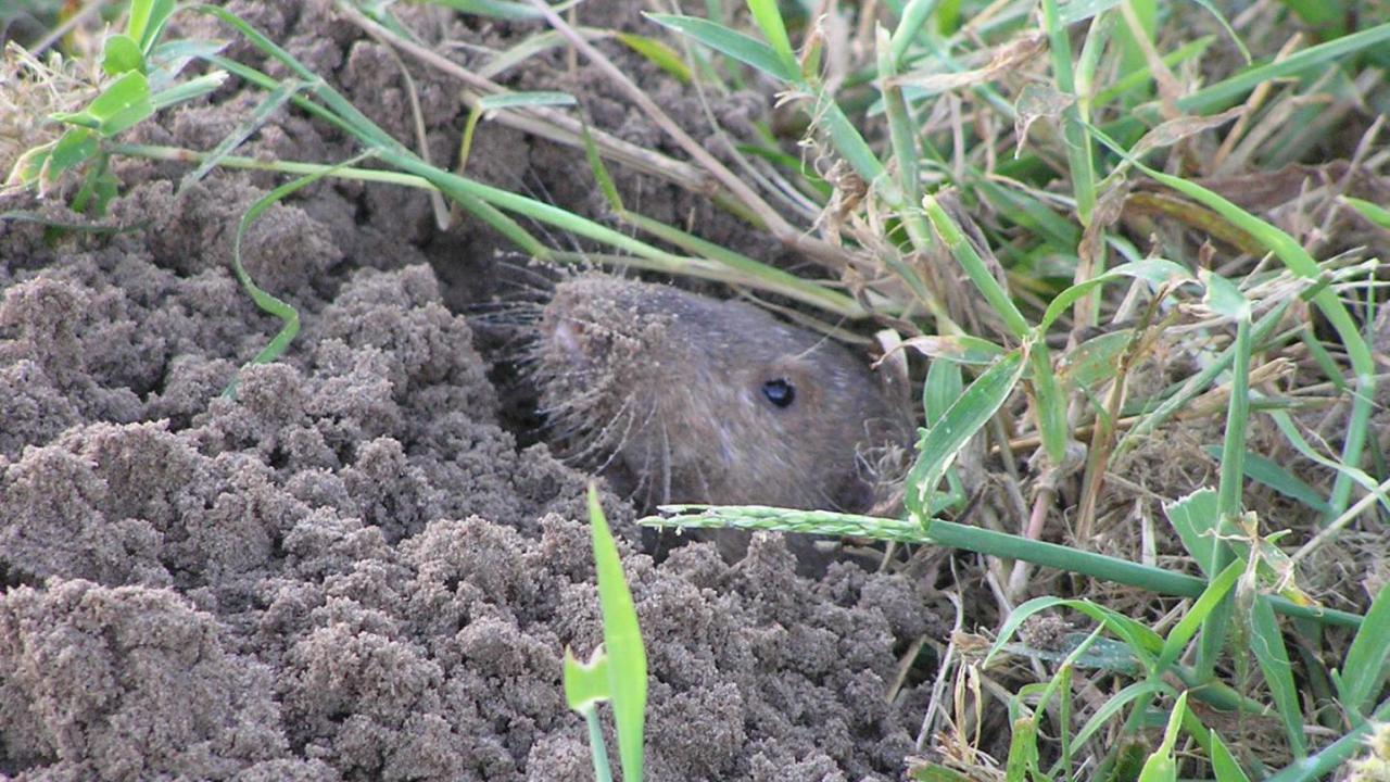 Attwater`s Pocket Gopher MarkEisingBirding