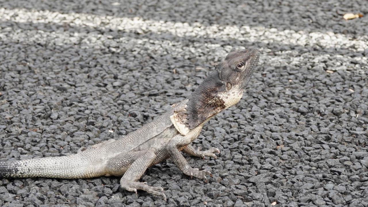 australian frilled lizards