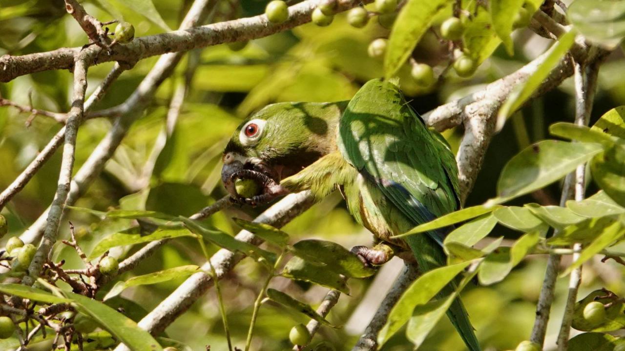 Aztec parakeet sales