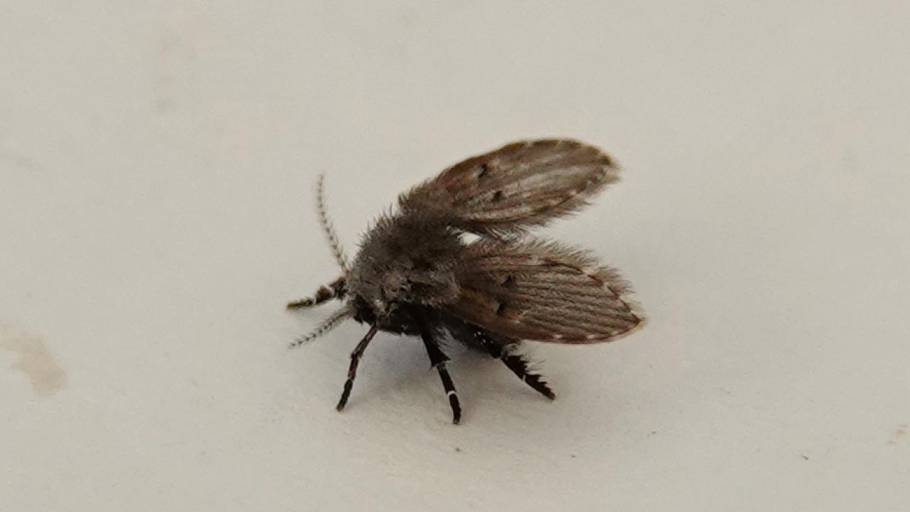 Bathroom Moth Fly Markeisingbirding