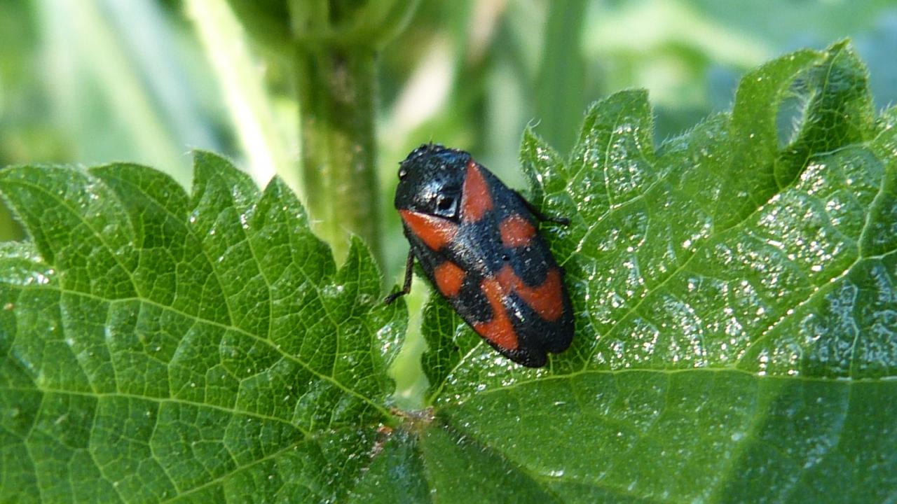 Black-and-Red Froghopper | MarkEisingBirding