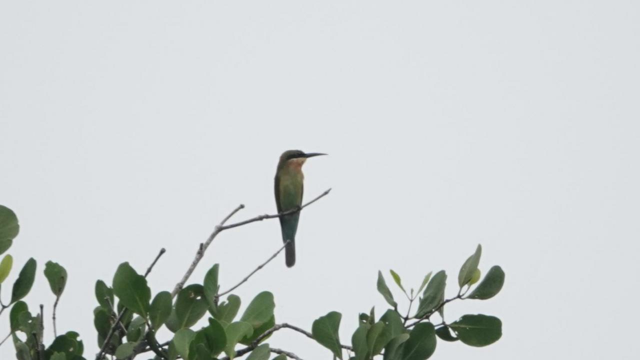 Index | MarkEisingBirding