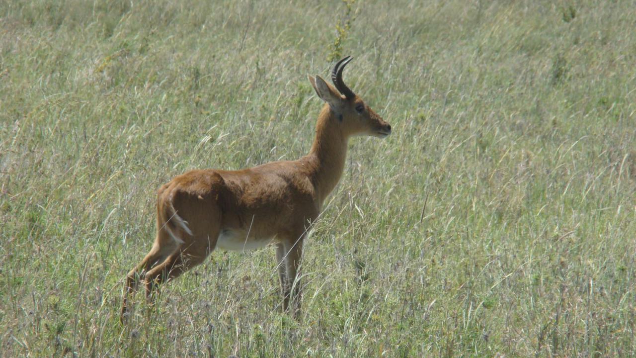 Bohor Reedbuck Markeisingbirding