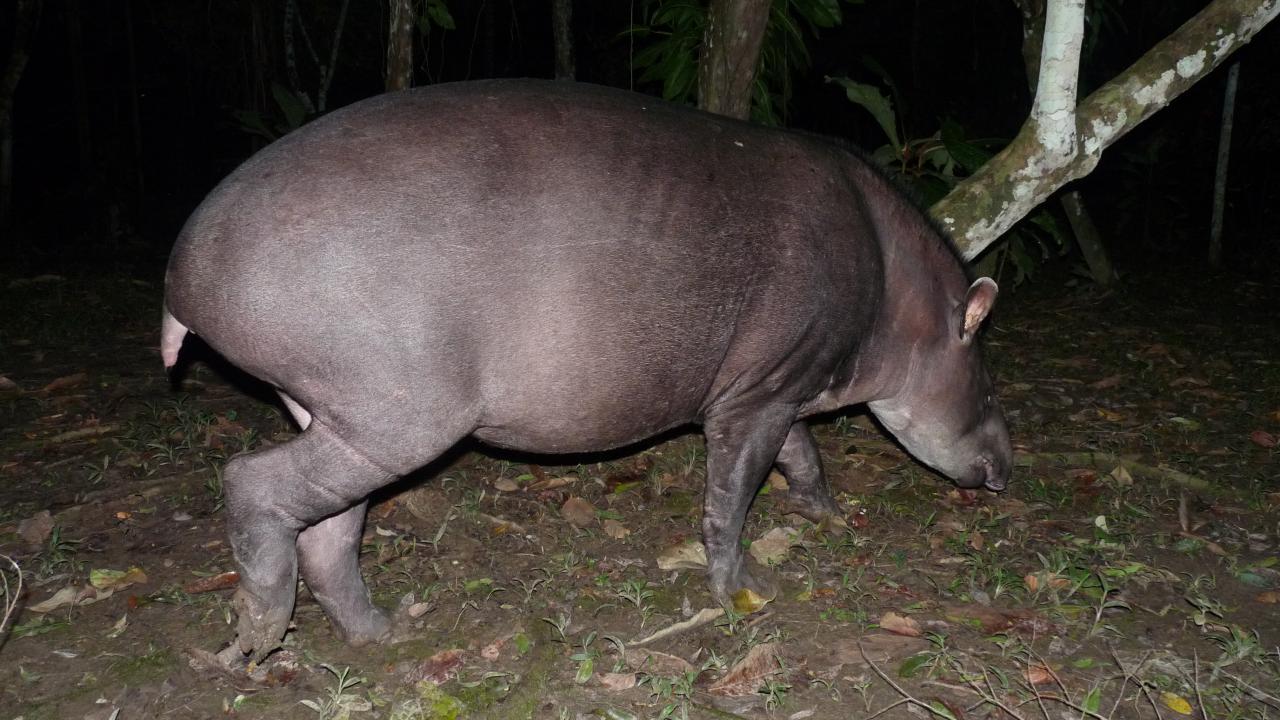 Brazilian Tapir | MarkEisingBirding