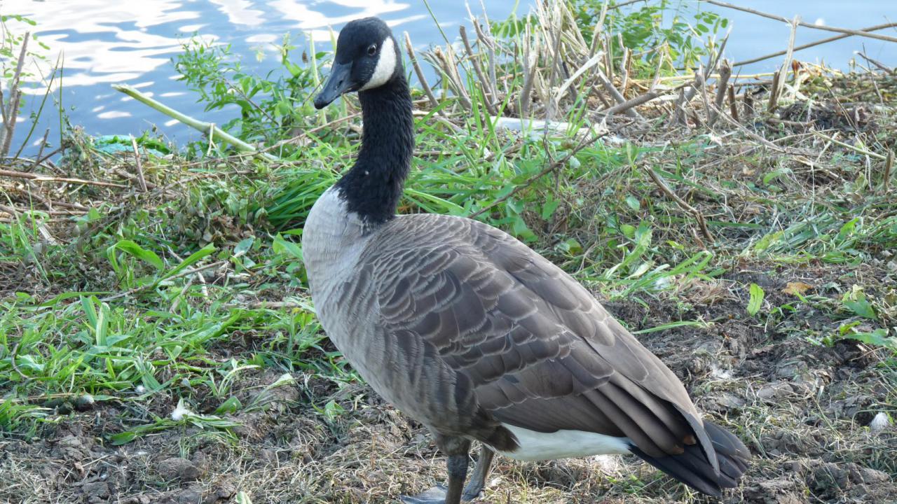 Canada goose in boston ma cheap