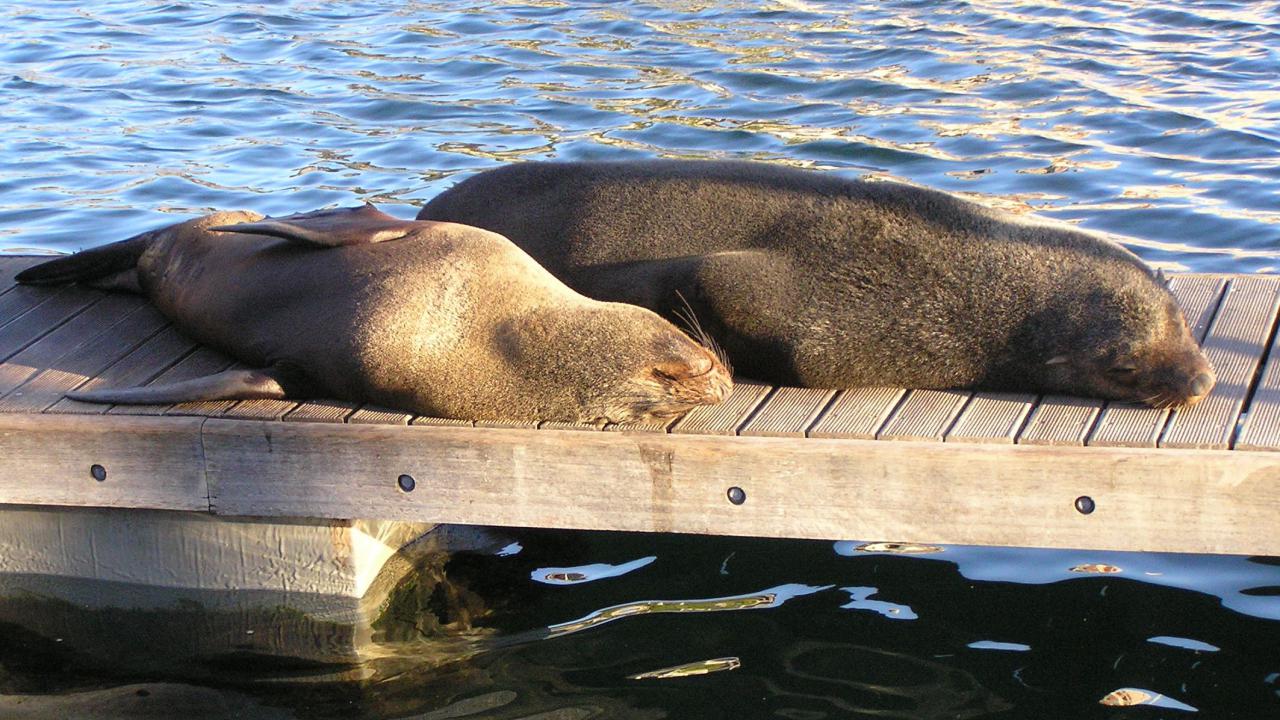 Cape Fur Seal | MarkEisingBirding