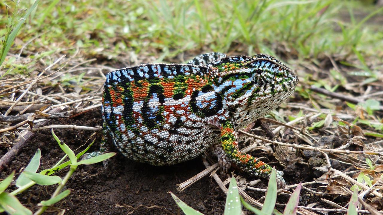 Carpet Chameleon | MarkEisingBirding