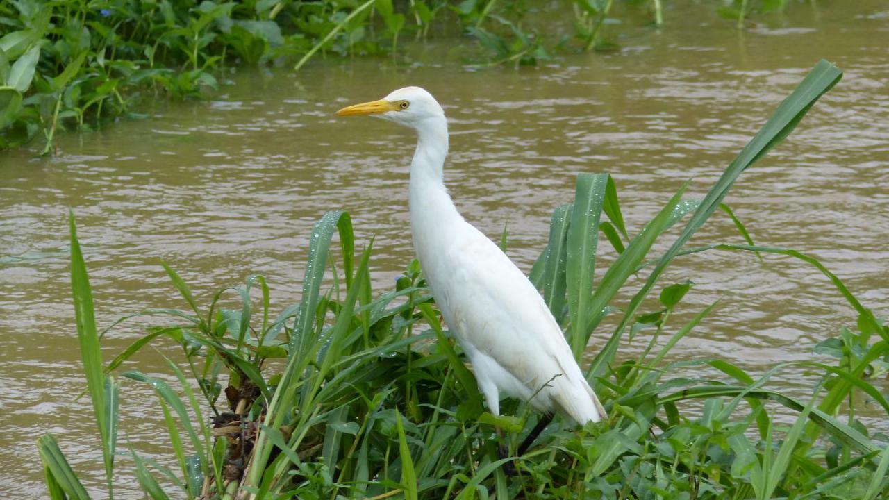 Cattle Egret  MarkEisingBirding