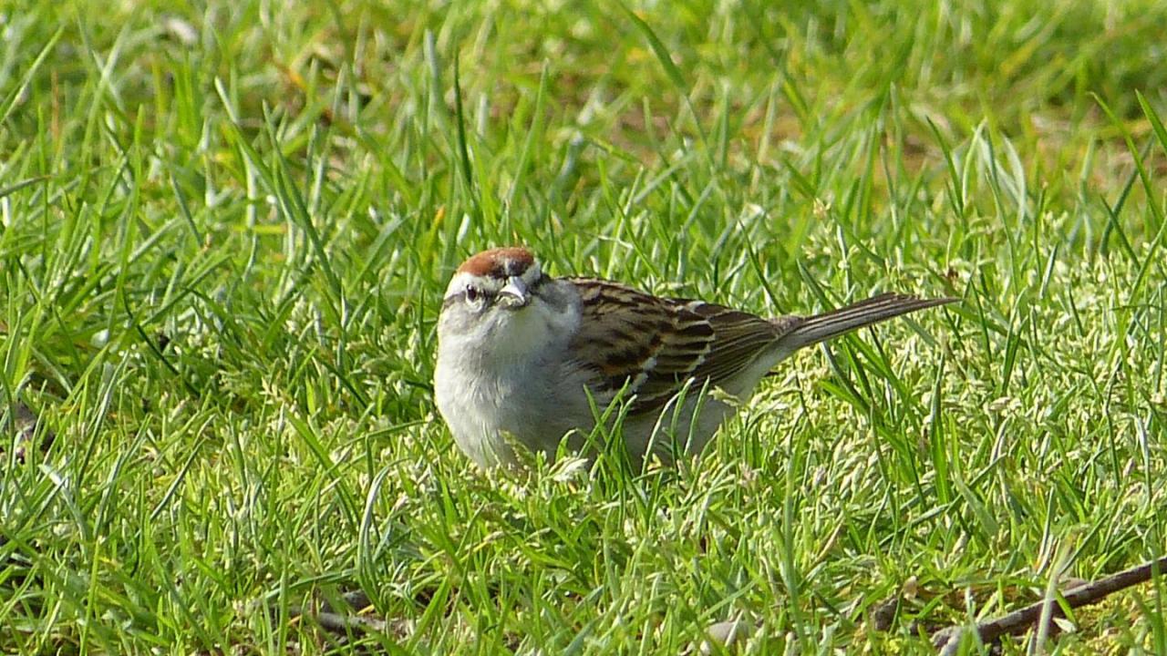 Chipping Sparrow | MarkEisingBirding