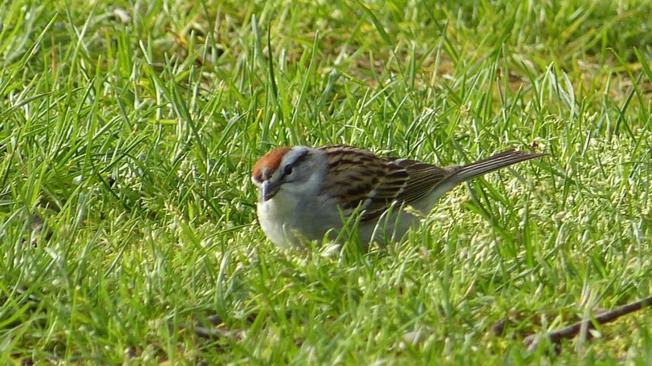 Chipping Sparrow | MarkEisingBirding