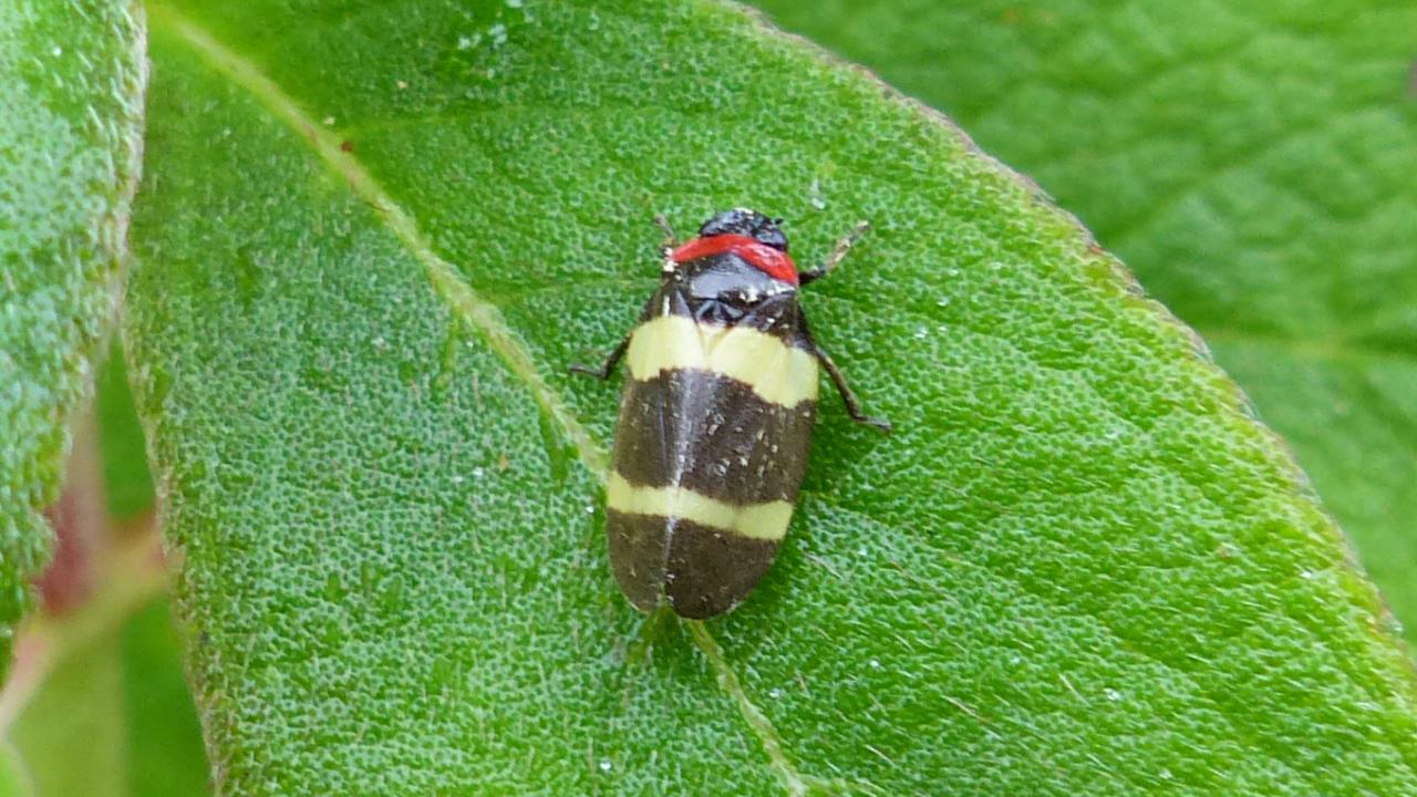 Cercopidae spittle-bugs (Hemiptera, Cicadomorpha) of Madagascar: a