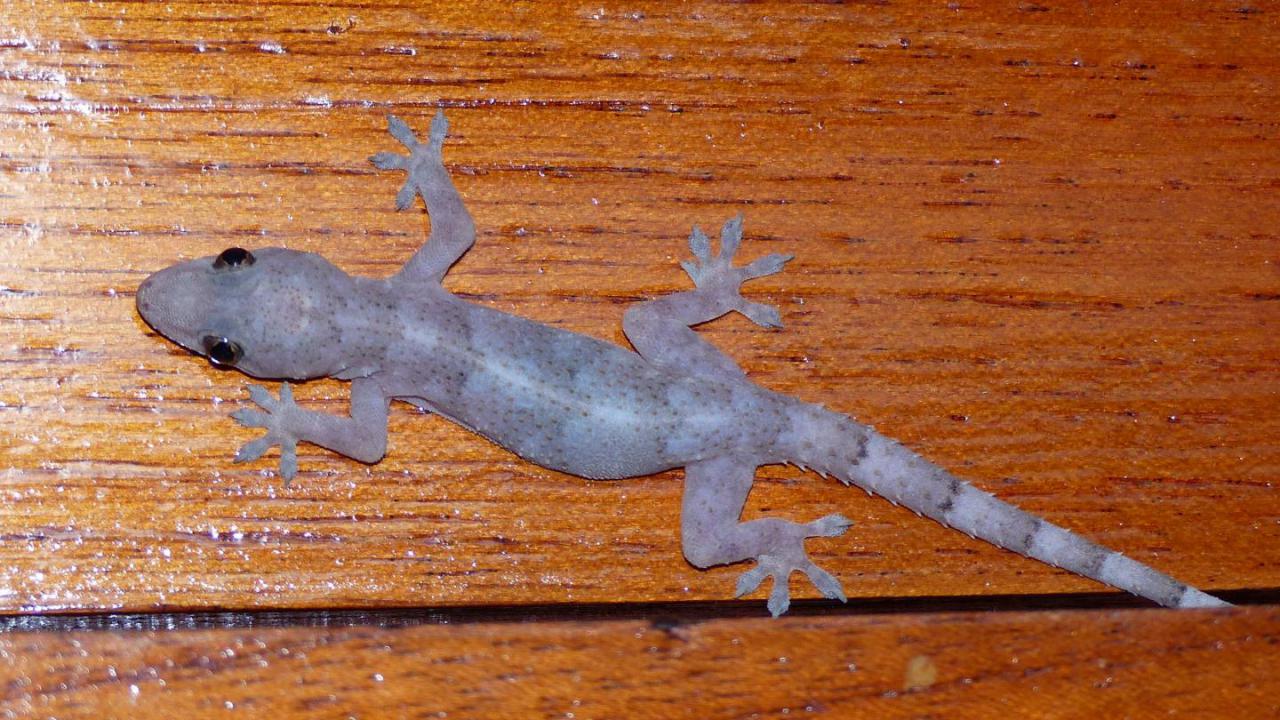 Common House Gecko | MarkEisingBirding
