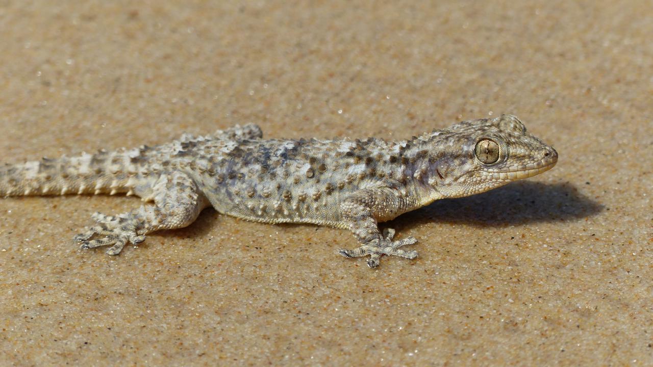 Common Wall Gecko | MarkEisingBirding