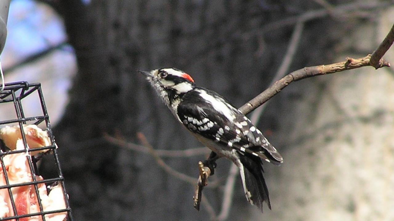 downy woodpecker downy woodpecker