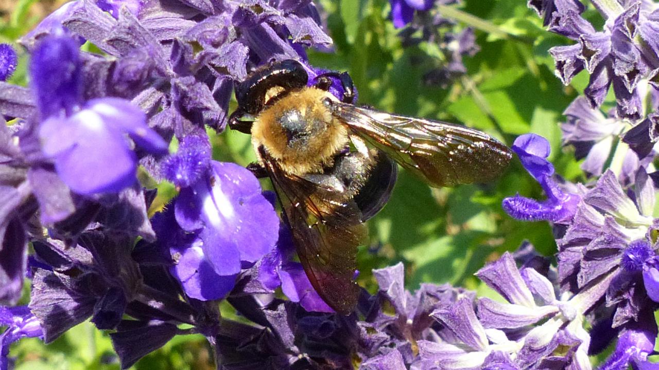 Eastern carpenter bee markeisingbirding