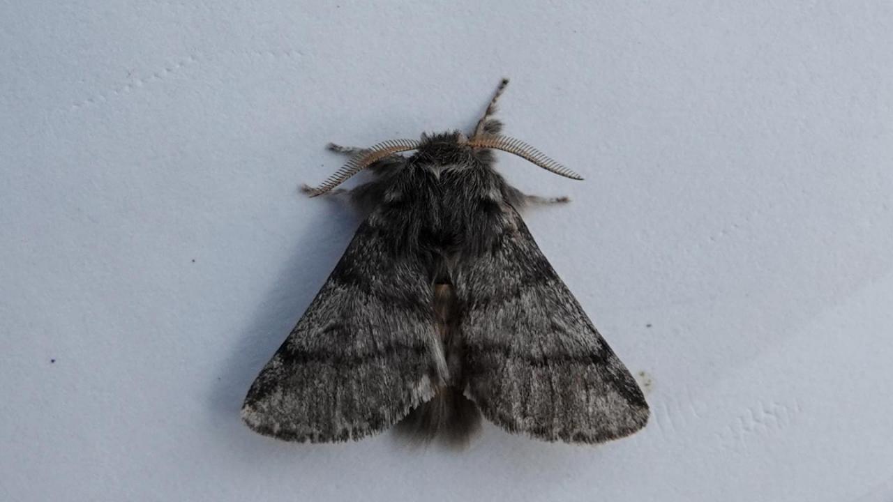 Oak Processionary Moth Symptoms Oak Processionary Moth Symptoms