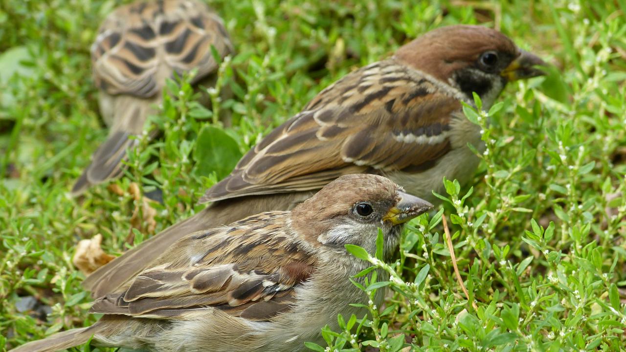 eurasian tree sparrow eurasian tree sparrow