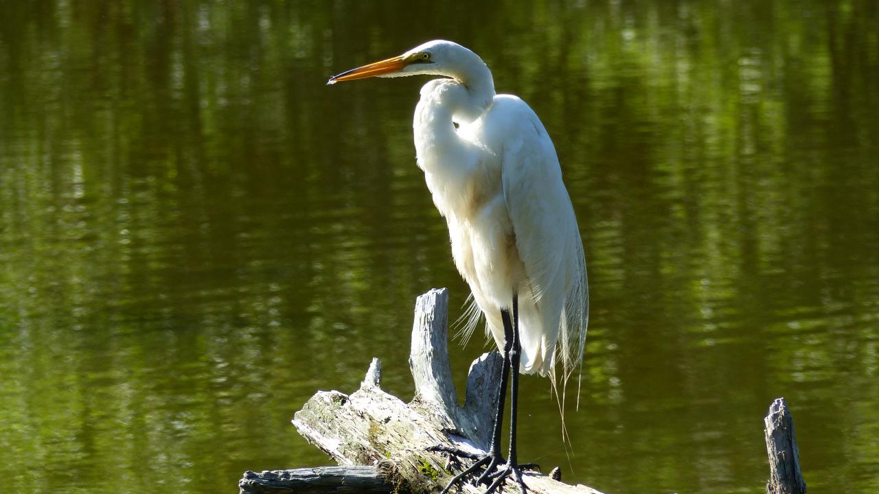 Cattle Egret  MarkEisingBirding