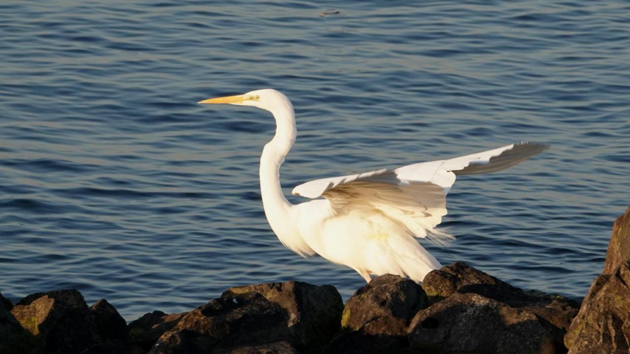 Cattle Egret  MarkEisingBirding