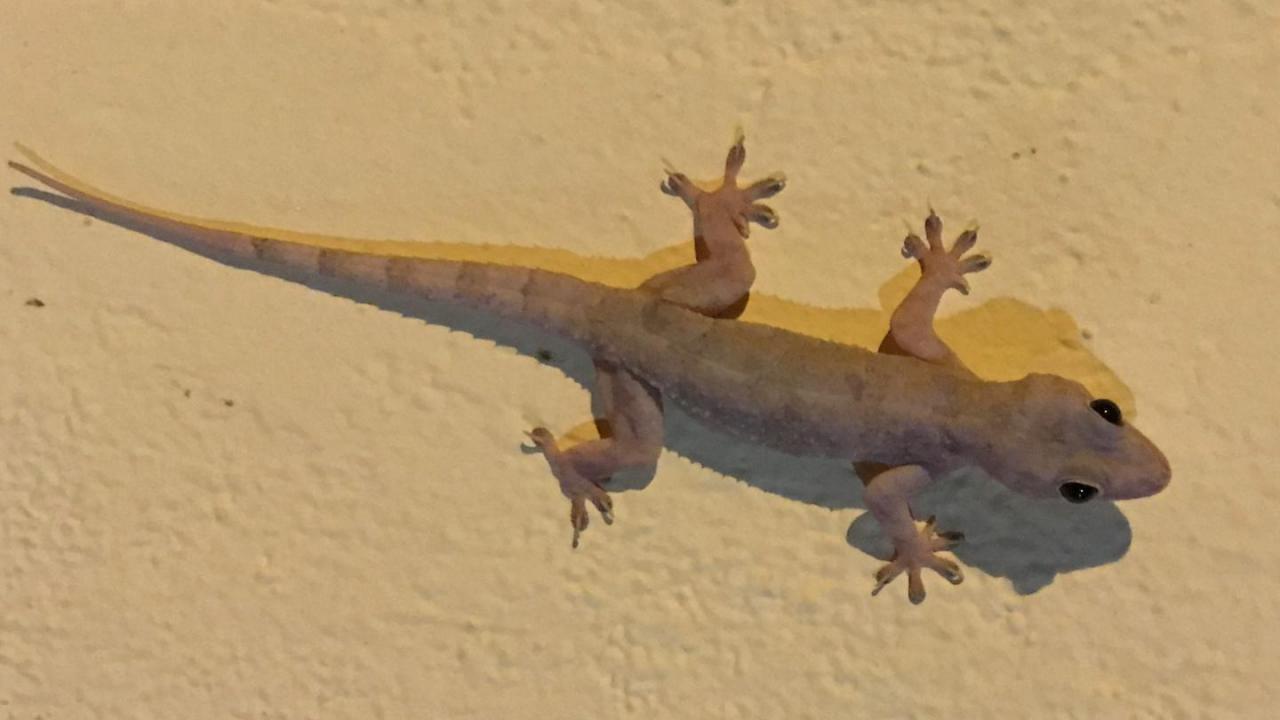 Feeder house geckos online