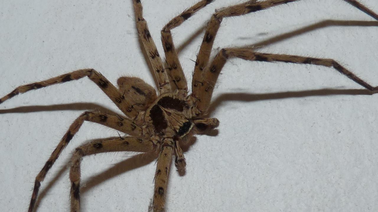 Heteropoda venatoria (Huntsman Spider sp.) | MarkEisingBirding