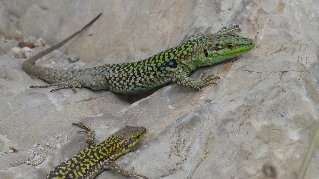 Italian Wall Lizard | MarkEisingBirding