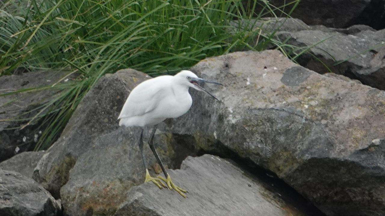 Cattle Egret  MarkEisingBirding