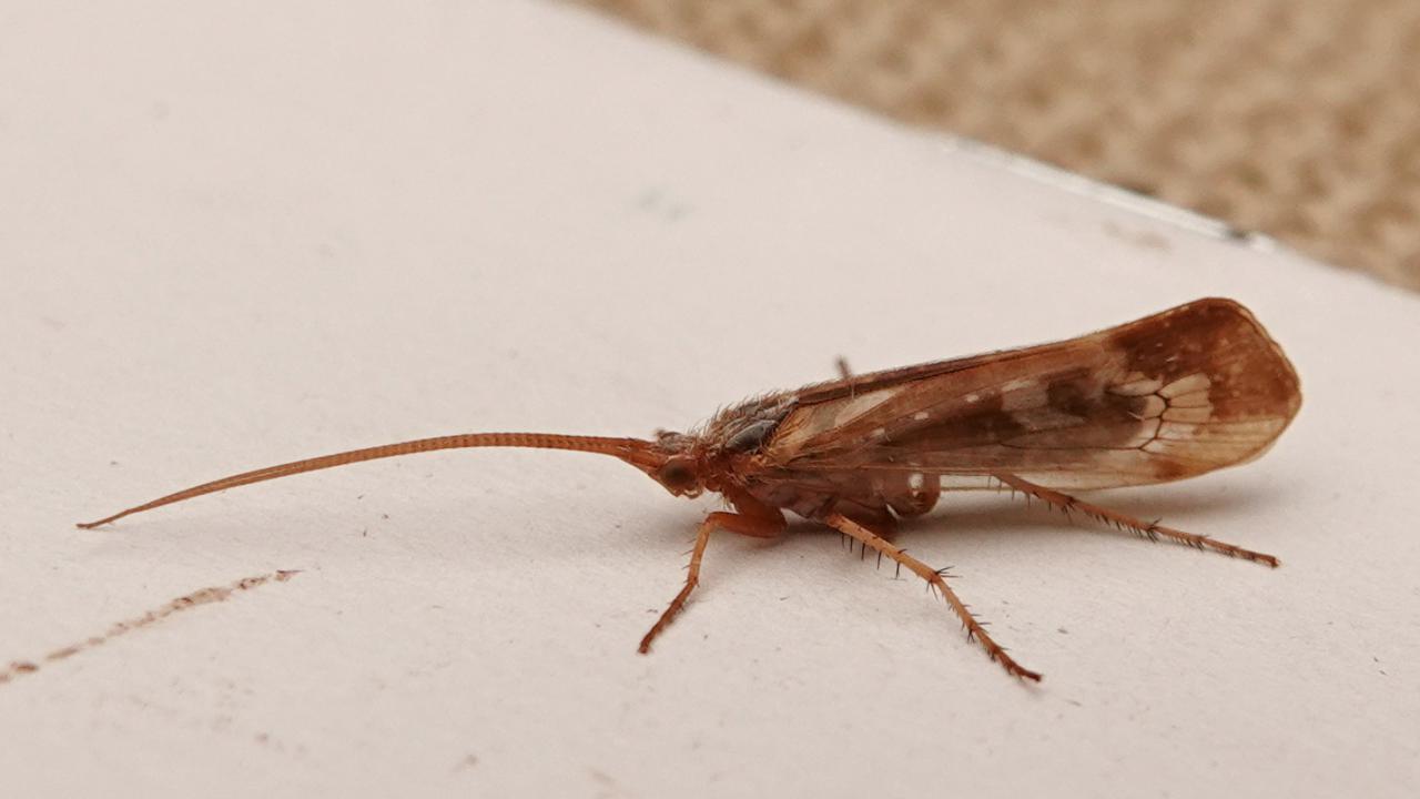 Limnephilus marmoratus (Caddisfly sp.) | MarkEisingBirding