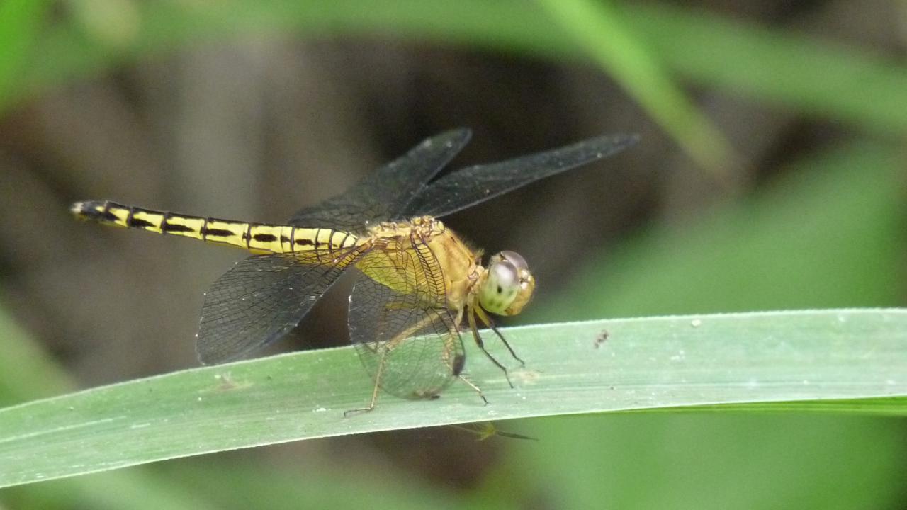 Neurothemis fluctuans, common parasol, Bali