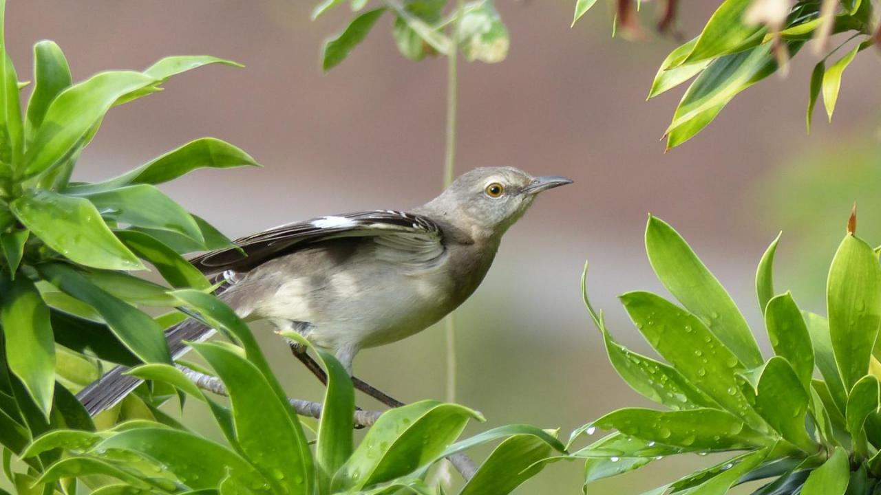 Index | MarkEisingBirding