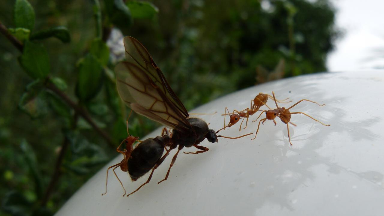 Oecophylla Smaragdina Ant Sp Markeisingbirding