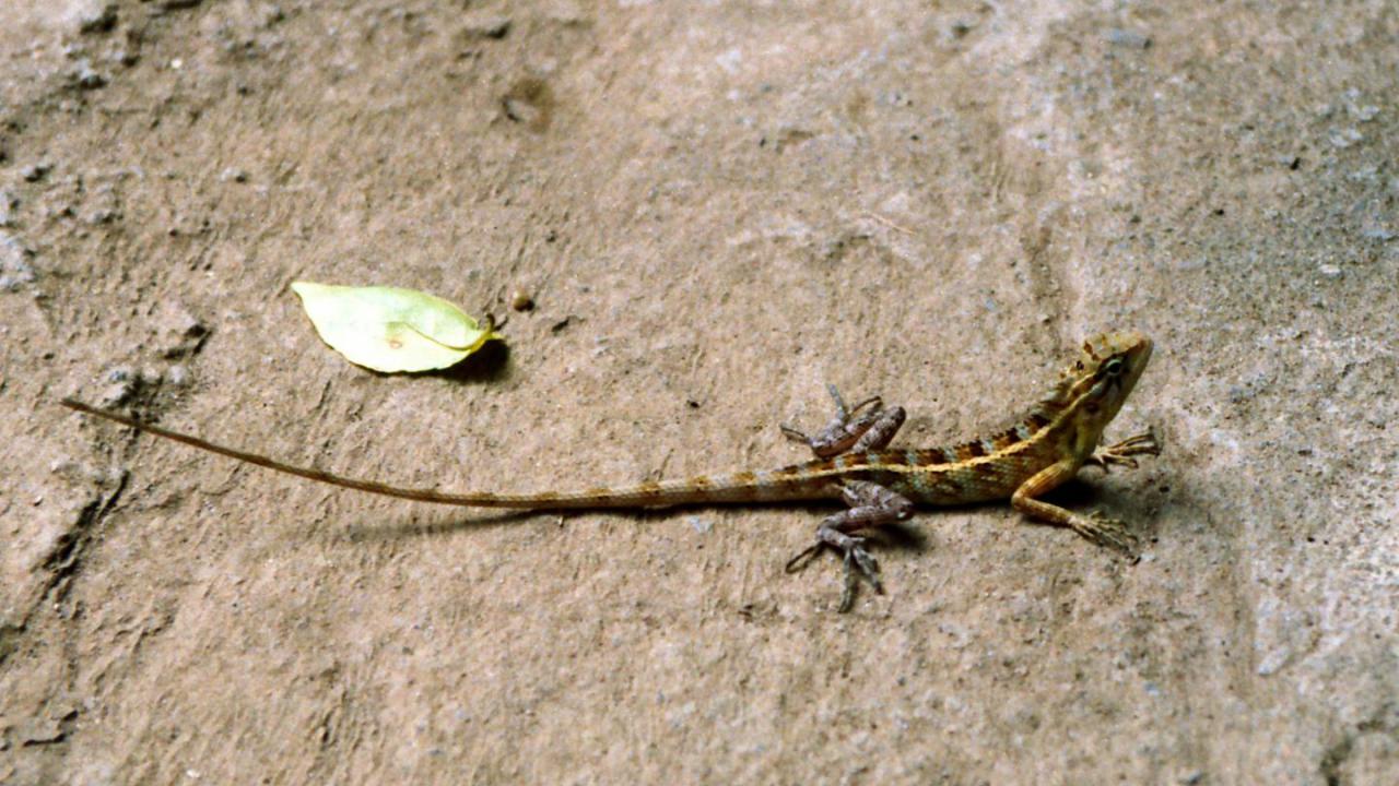 Oriental Garden Lizard Markeisingbirding