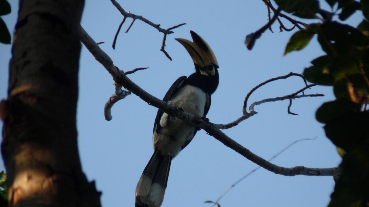 Oriental Pied Hornbill | MarkEisingBirding