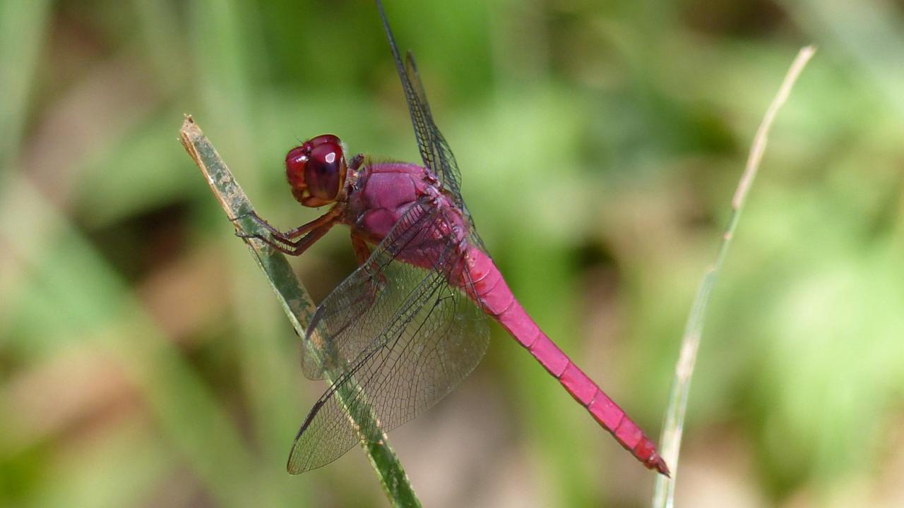 Orthemis Discolor Skimmer Sp Markeisingbirding
