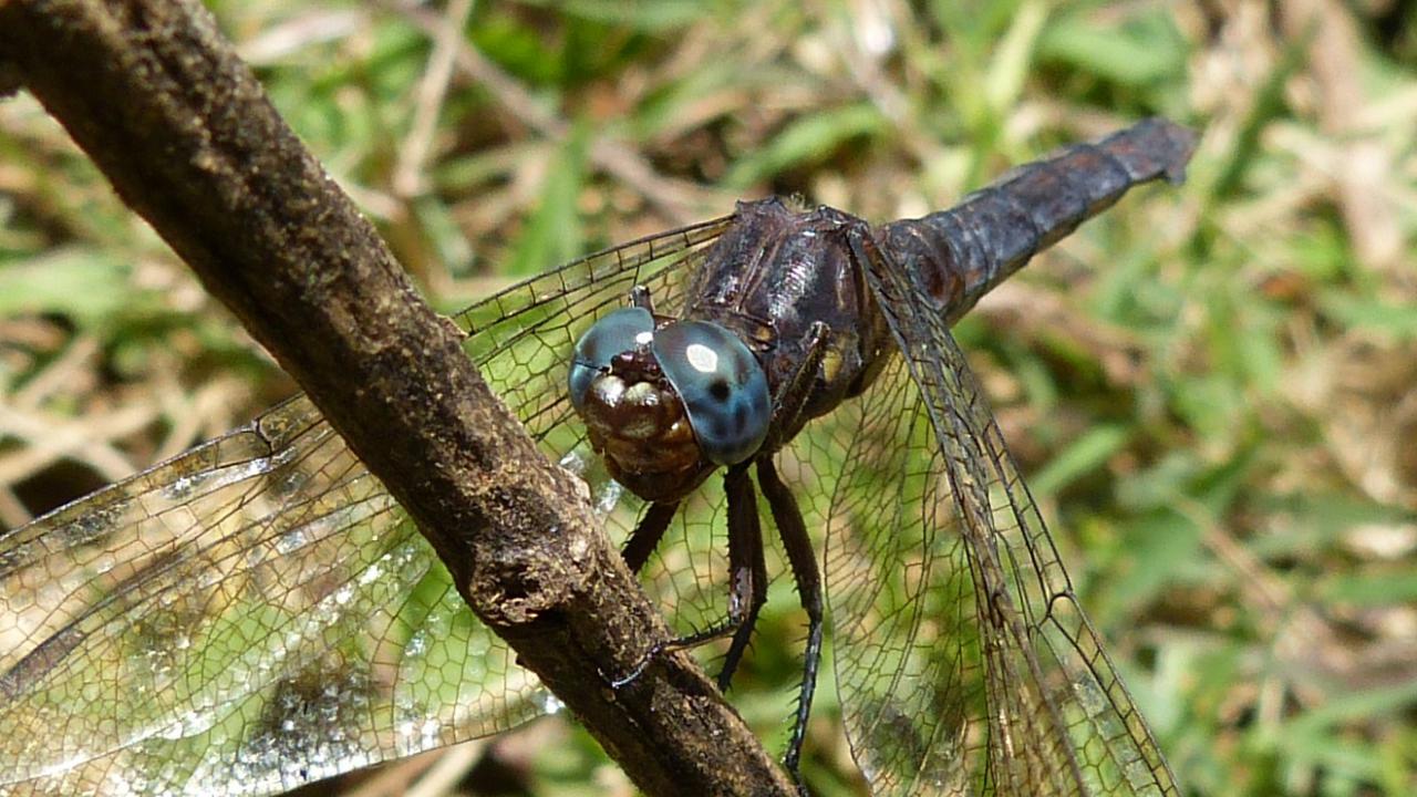 Orthetrum Azureum Skimmer Sp Markeisingbirding