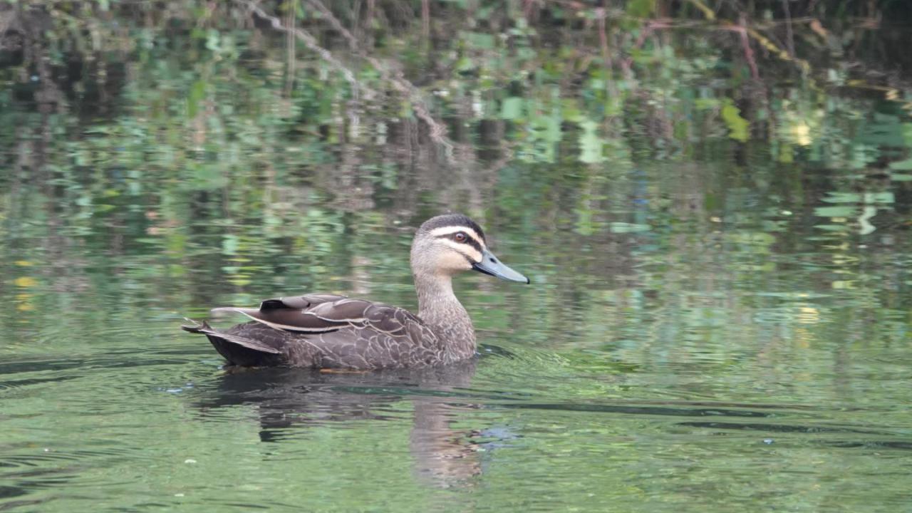 Pacific Black Duck | MarkEisingBirding