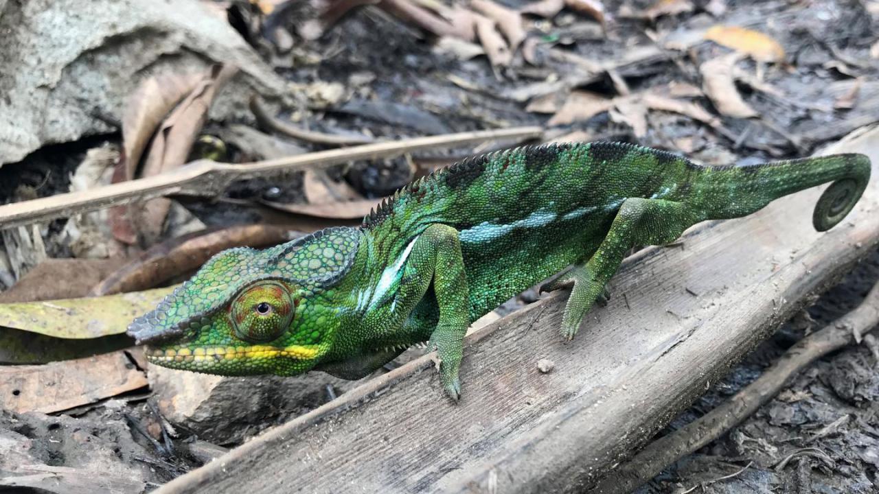 Panther Chameleon | MarkEisingBirding