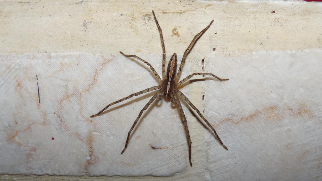 Nursery web spider  South Carolina Public Radio