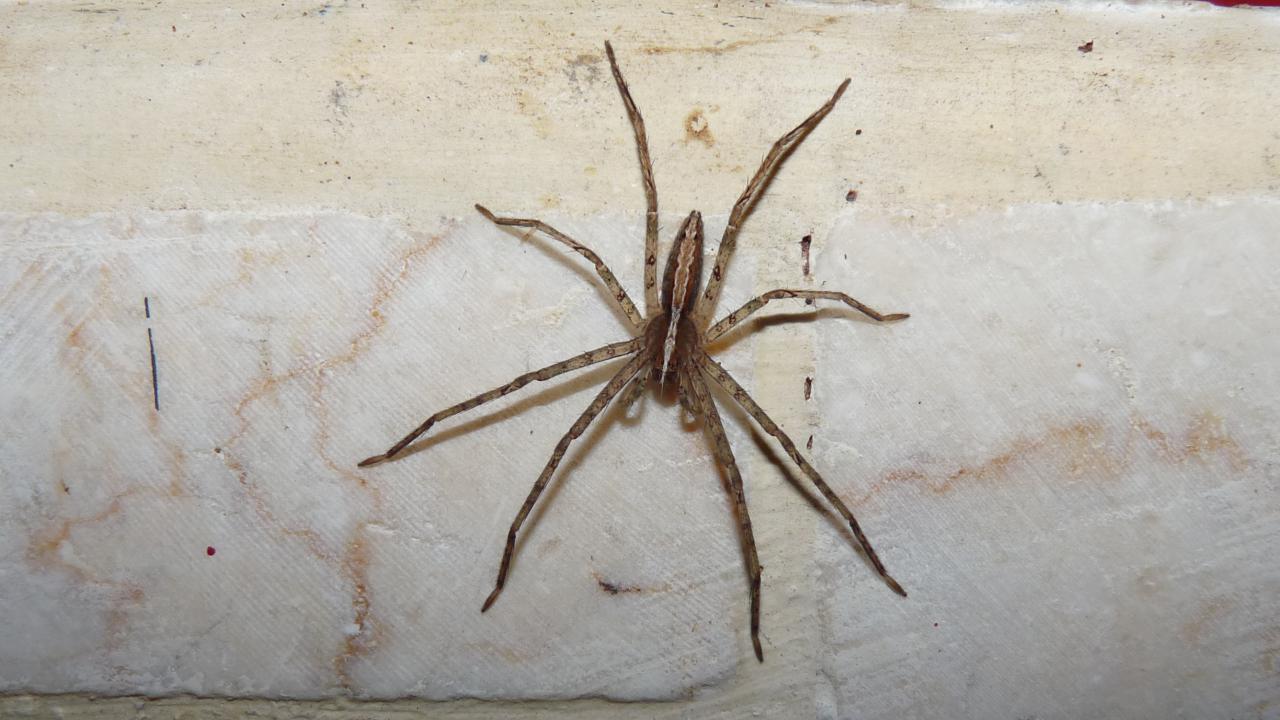 Nursery web spider South Carolina Public Radio