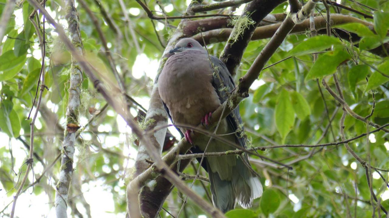 Bird Lore: Band-tailed Pigeon - My Edmonds News