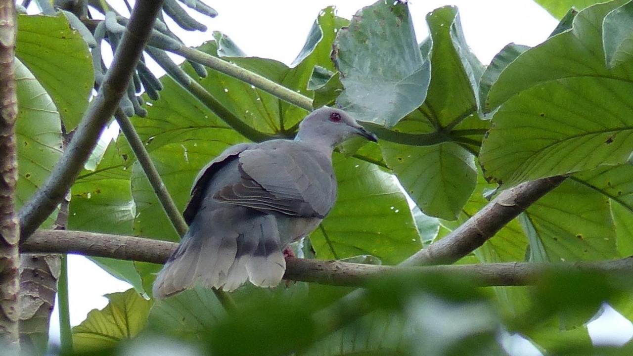 Creature Feature: Band-tailed Pigeon