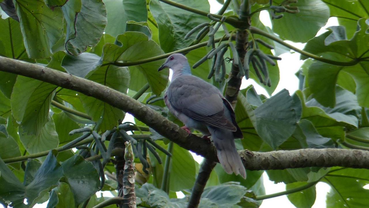 Band-tailed Pigeon | Project Noah