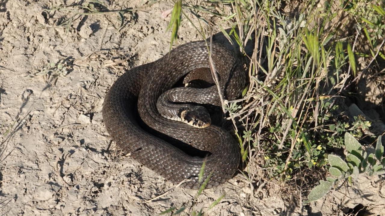 Grass Snake | MarkEisingBirding