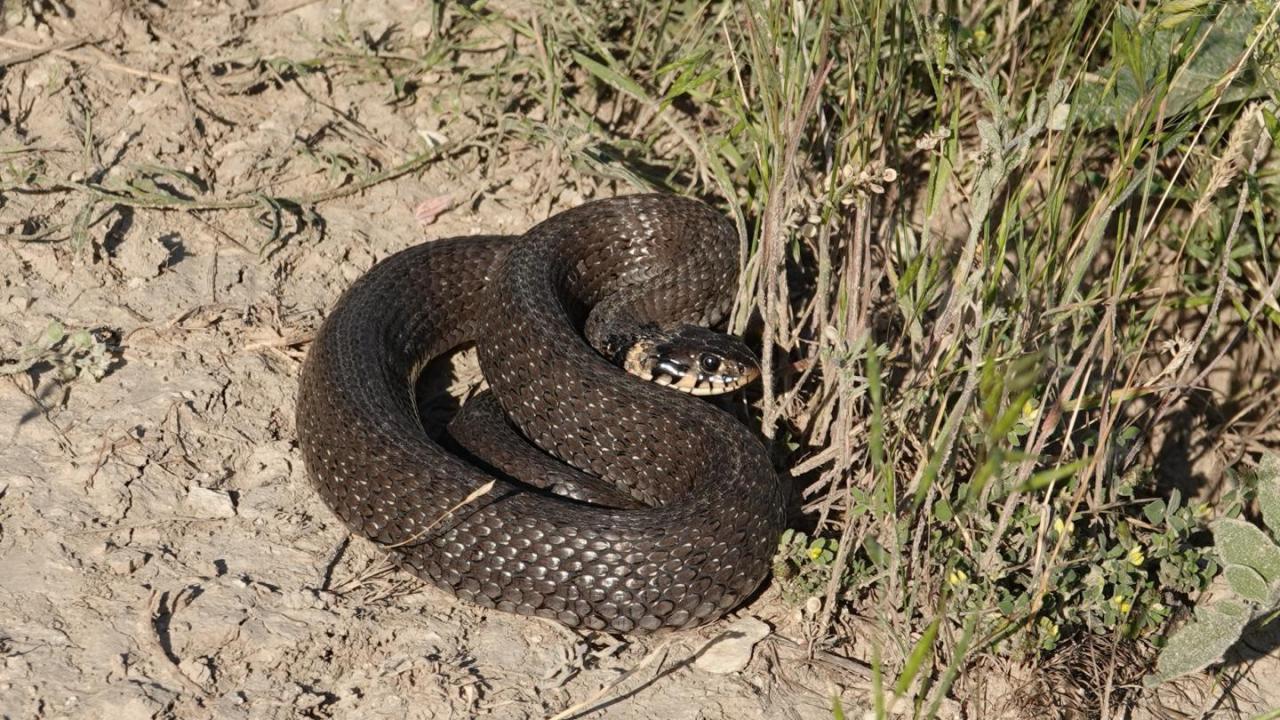 Significado de Snake in the Grass por The Murlocs