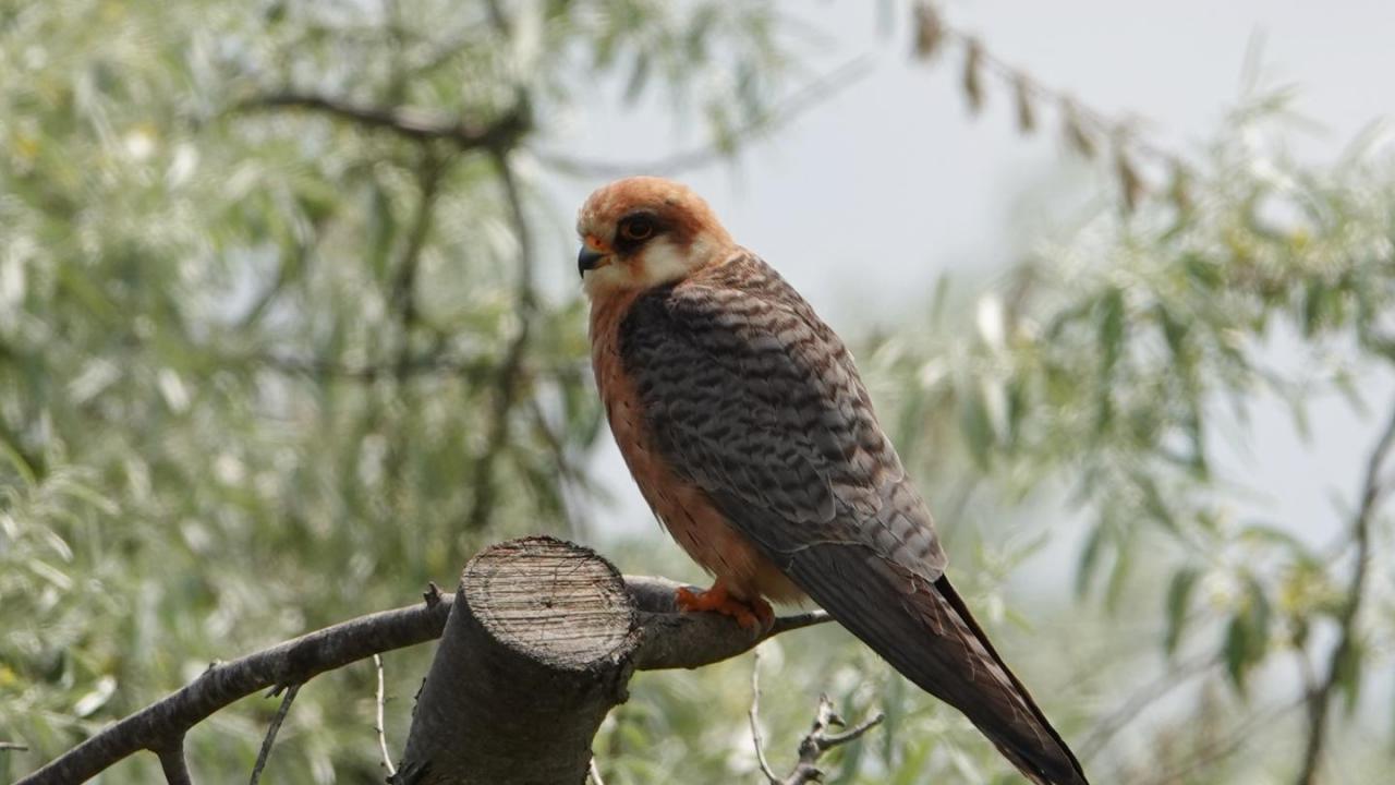 Image result for Red-footed falcon